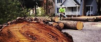 Best Tree Preservation Services  in Harlan, KY