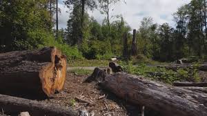 Best Tree Mulching  in Harlan, KY