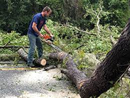 Best Stump Grinding and Removal  in Harlan, KY
