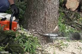  Harlan, KY Tree Services Pros