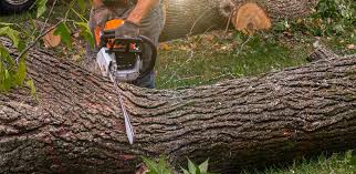 Best Storm Damage Tree Cleanup  in Harlan, KY