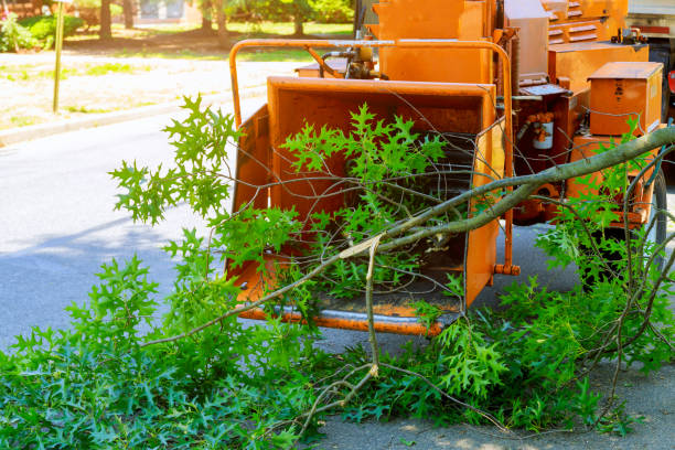 How Our Tree Care Process Works  in  Harlan, KY