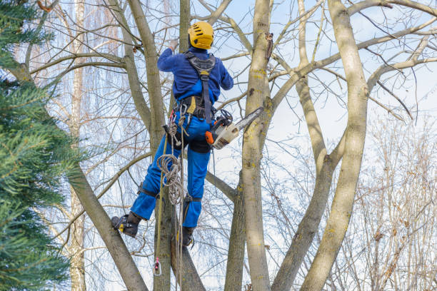 Best Pest Control for Lawns  in Harlan, KY
