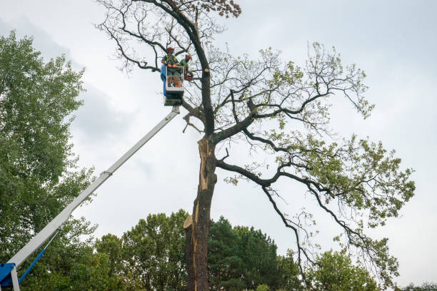 Best Tree Removal  in Harlan, KY