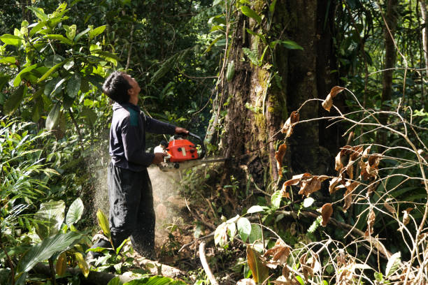 Best Tree Maintenance Programs  in Harlan, KY
