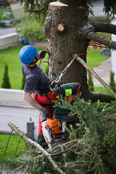 Best Aeration Services  in Harlan, KY