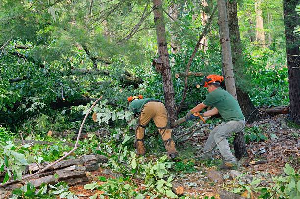 Best Tree Trimming and Pruning  in Harlan, KY