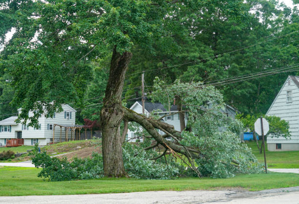 Best Tree and Shrub Care  in Harlan, KY