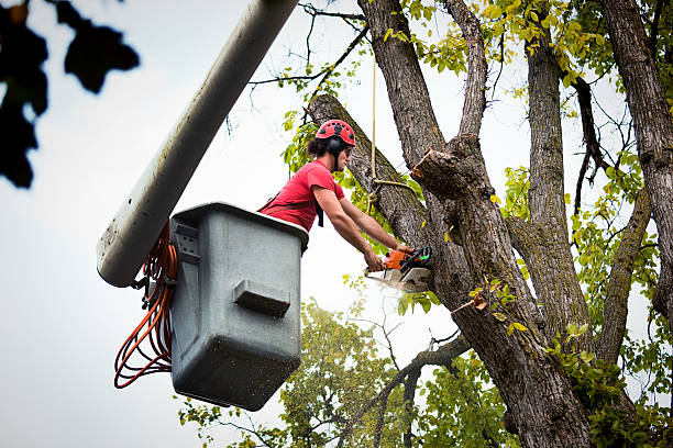 Best Tree Preservation Services  in Harlan, KY