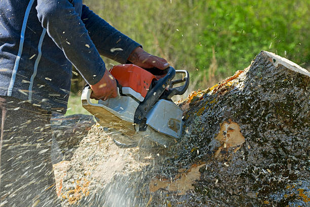 Best Utility Line Clearance  in Harlan, KY