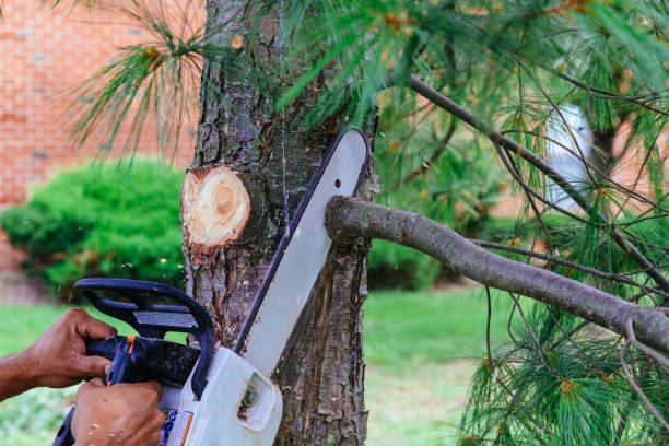 Best Tree Fertilization  in Harlan, KY